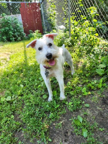 Pet obituary: Waldo Pierre